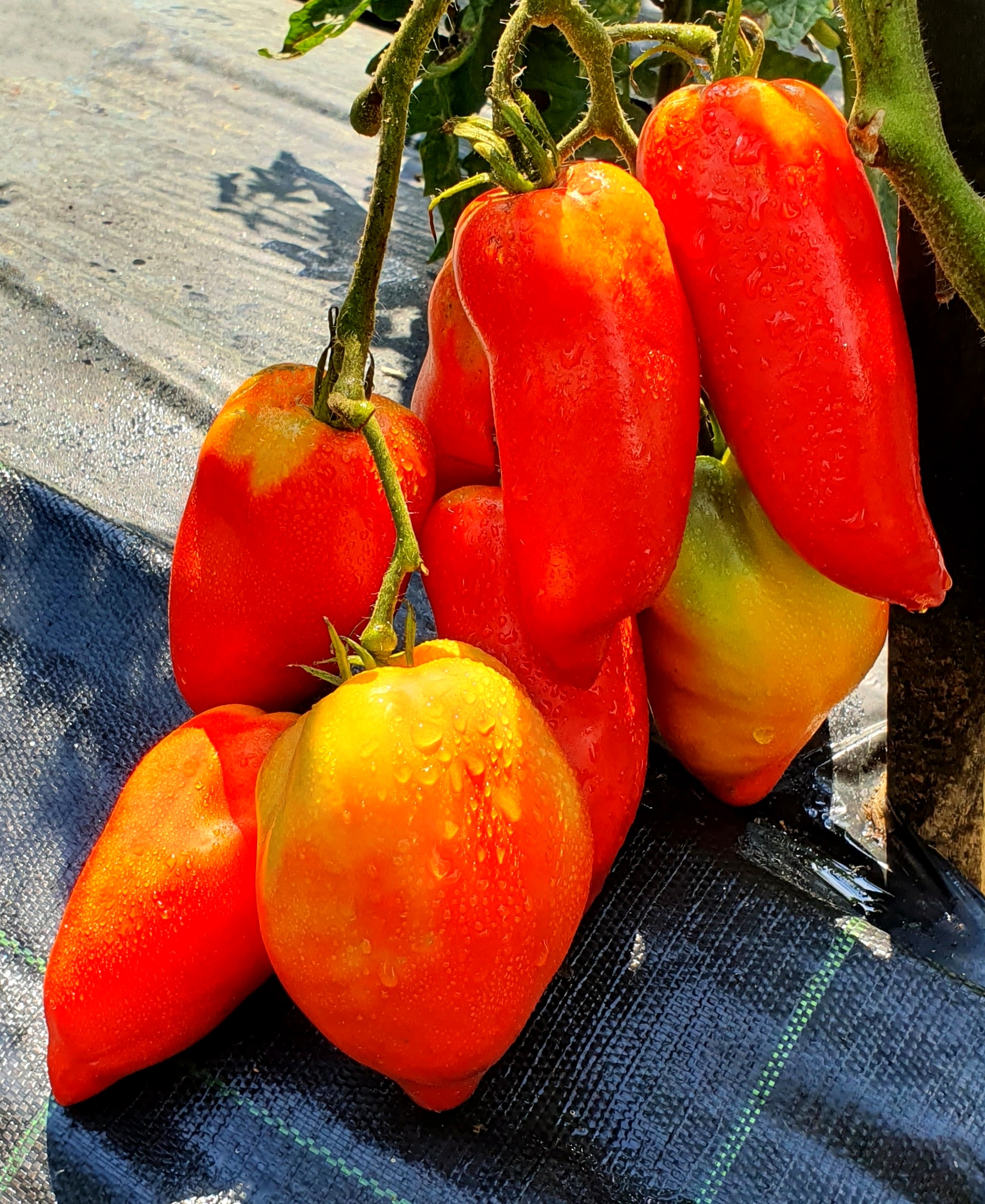 Red tomatoes: AMERICAN LONG ( Amerikanskiy Dlinnyy)Tomato